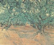 Vincent Van Gogh Olive Trees (nn04) USA oil painting reproduction